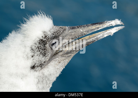 Ritratto di giovane neonata Gannett o Gannett Pulcino, Sula bassana Foto Stock