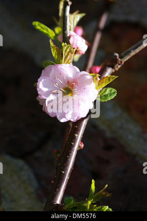 Fioritura di mandorla, Prunus triloba 'Flore Plena', rosacee. Cina. Foto Stock