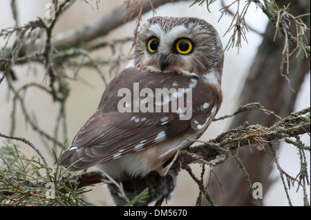 Una sega a nord-stuzzicare il gufo (Aegolius acadicus), Missoula, Montana Foto Stock