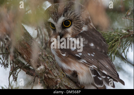 Sega nord-stuzzicare il gufo (Aegolius acadicus), Missoula, Montana Foto Stock