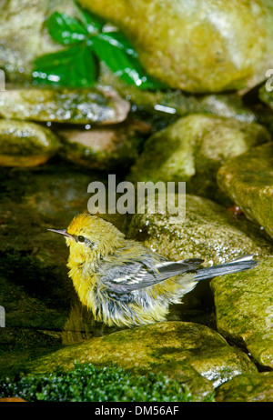 Giallo blue winged trillo,Vermivora cyanoptera, bagni in piscina garden, Missouri USA Foto Stock