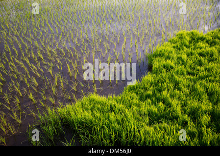 Piantate le risaie. Andhra Pradesh, India Foto Stock