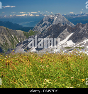 Alpi campo dei fiori sulle montagne sullo sfondo. Alpi bavaresi. Foto Stock