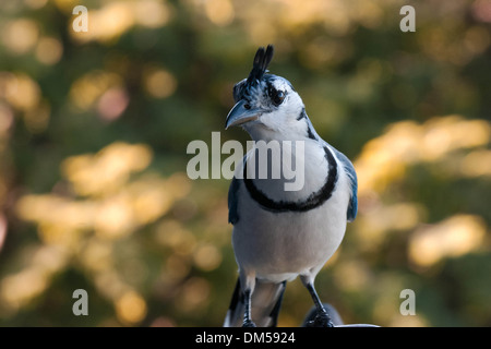 Un Blue Jay sul ristorante Foto Stock