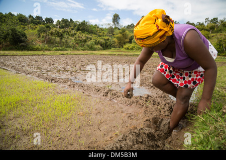 Un agricoltore lavora nella sua risone nelle zone rurali a Fenerive Est distretto, Madagascar. Foto Stock