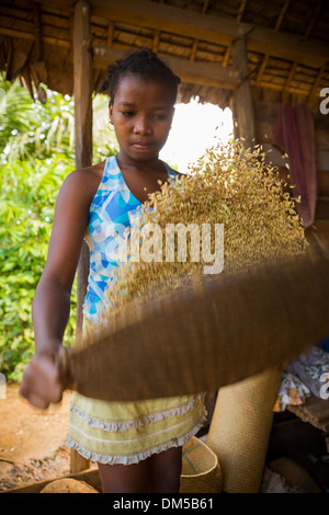 Una ragazza winnows riso in Fenerive Est distretto, Madagascar. Foto Stock