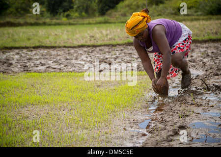 Un agricoltore lavora nella sua risone nelle zone rurali a Fenerive Est distretto, Madagascar. Foto Stock