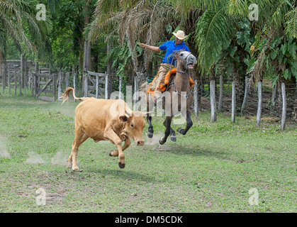 Pantaneiro cowboy a cavallo di vacca lazo, il Pantanal, Mato Grosso, Brasile Foto Stock