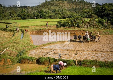 Gli allevatori di bovini e di preparare un risone per la semina a Fenerive Est distretto, Madagascar. Foto Stock