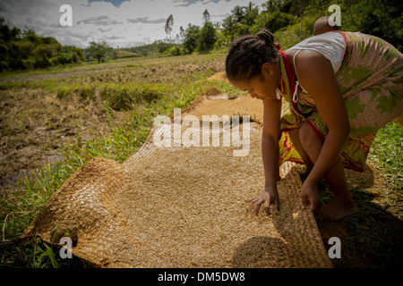 Una donna si asciuga un raccolto di riso in Fenerive Est distretto, Madagascar. Foto Stock