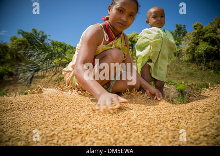 Una donna si asciuga un raccolto di riso in Fenerive Est distretto, Madagascar. Foto Stock