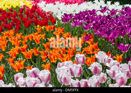 Un letto colorato di fioritura tulipani in Brooklyn Botanic Gardens in New York City Foto Stock