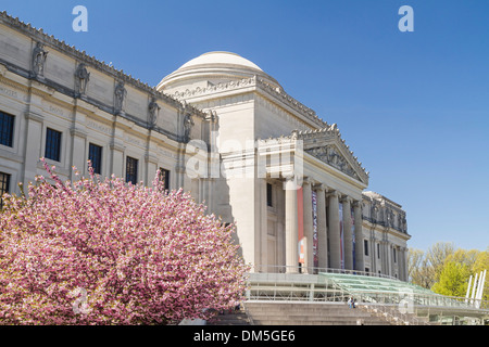 Cherry trees in full bloom in front of the Brooklyn Museum in Brooklyn, New York Foto Stock