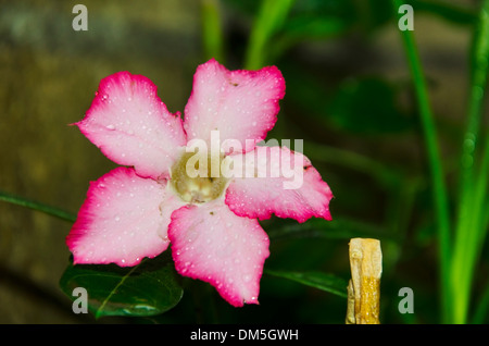 Rosa del Deserto o Ping Bignonia fiore Foto Stock