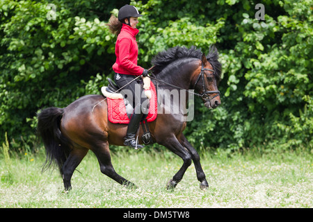 Il tedesco cavalcare pony. Ragazza sulla baia cavallo in un galoppo Foto Stock