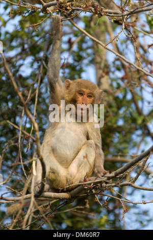 Macaco Rhesus, scimmia Rhesus (macaca mulatta) seduto in una struttura ad albero. Parco Nazionale di Keoladeo, India Foto Stock