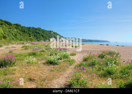 Piuttosto selvatico fiori sulle sabbie Slapton di primavera, Devon, Inghilterra. Foto Stock