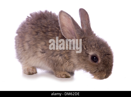 Il coniglio domestico. Coniglietto marrone (4 settimane di età). Studio Immagine contro uno sfondo bianco Foto Stock