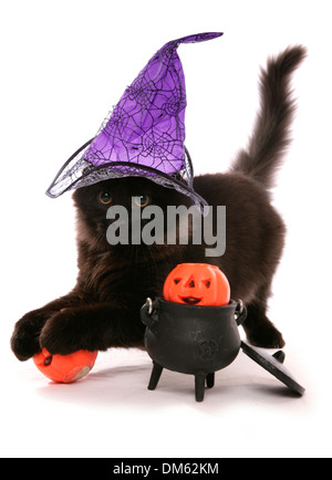 Gatto Siberiano. Gattino nero con witch hat, bollitore e zucche. Studio Immagine contro uno sfondo bianco Foto Stock