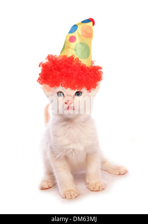 Il gatto domestico. Lo zenzero gattino in un top hat. Studio Immagine contro uno sfondo bianco, Balinese gattino indossando un cappello da clown studio Foto Stock