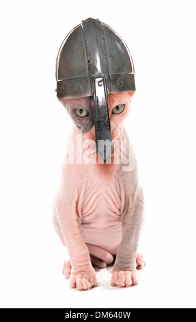 Sphynx cat. Gattino che indossa un casco norseman. Studio Immagine contro uno sfondo bianco Foto Stock