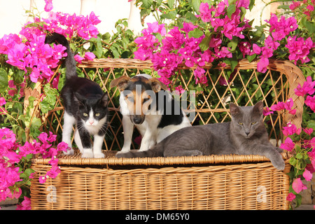 Jack Russell Terrier due gattini 4 mese vecchio banco di vimini giardino Foto Stock