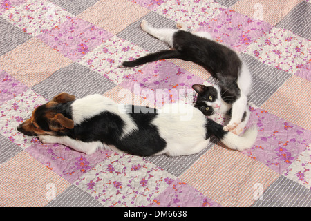 Jack Russell Terrier cucciolo di 4 mesi che giace patchwork coperta Foto Stock