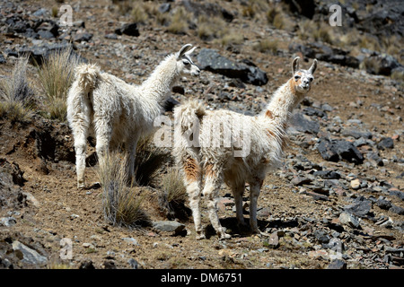 Due Llama (Lama glama) in piedi la altipiani andini, Altiplano, Dipartimento di La Paz in Bolivia Foto Stock