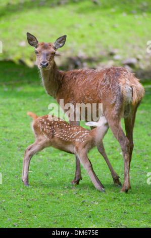 Il cervo (Cervus elaphus), hind allattamento un cerbiatto su un prato, captive, Turingia, Germania Foto Stock