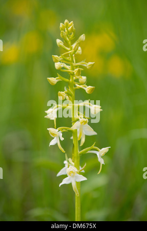 Maggiore Butterfly Orchid (Platanthera chlorantha), fioritura, Turingia, Germania Foto Stock