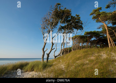 Dune e foreste, Weststrand beach, Mar Baltico, Darss, Western Pomerania Area Laguna National Park, Germania Foto Stock