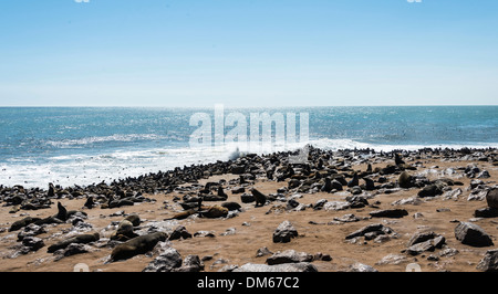 Colonia di pelliccia marrone guarnizioni o Cape Foche (Arctocephalus pusillus), Dorob Parco Nazionale di Cape Cross, Namibia Foto Stock