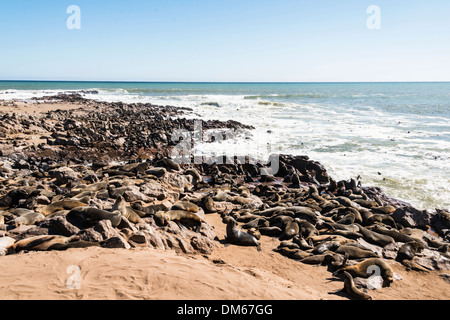 Colonia di pelliccia marrone guarnizioni o Cape Foche (Arctocephalus pusillus), Dorob Parco Nazionale di Cape Cross, Namibia Foto Stock