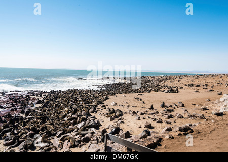 Colonia di pelliccia marrone guarnizioni o Cape Foche (Arctocephalus pusillus), Dorob Parco Nazionale di Cape Cross, Namibia Foto Stock