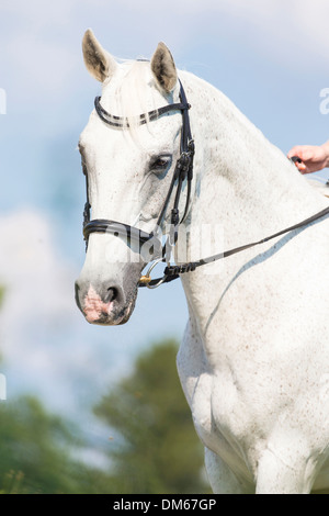 Anglo-Arabian Anglo-Arab Ritratto di grigio mare tack Foto Stock