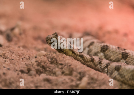 Cornuto Puff sommatore (Bitis caudalis), Living Desert Snake Park, Walvis Bay, Namibia Foto Stock