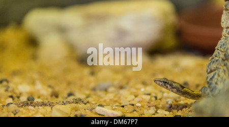 Namib Sand Snake (Psammophis namibensis), Living Desert Snake Park, Walvis Bay, Namibia Foto Stock