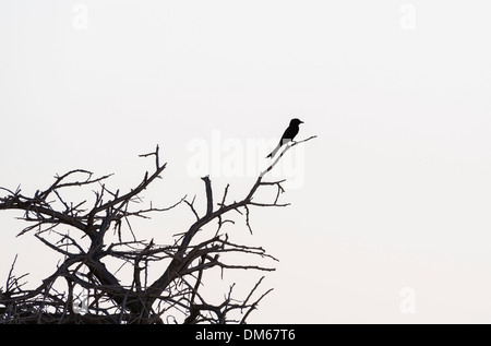 Forcella-tailed Drongo (Dicrurus adsimilis) appollaiato su un ramo secco, il Parco Nazionale di Etosha, Namibia Foto Stock