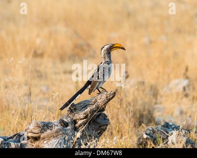 Southern Yellow-fatturati Hornbill (Tockus leucomelas) arroccato su un vecchio ceppo di albero, il Parco Nazionale di Etosha, Namibia Foto Stock