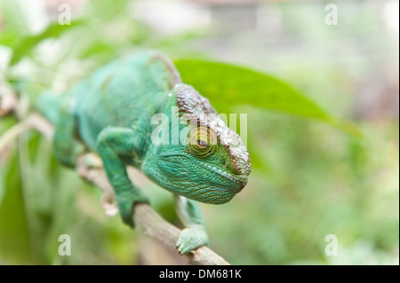 Parsons Chameleon (Calumma parsonii) su un ramo, femmina, esotici Parc, Peyriar, Madagascar Foto Stock