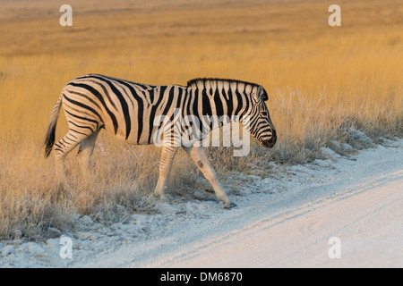 Le pianure zebra (Equus quagga), il Parco Nazionale di Etosha, Namibia Foto Stock