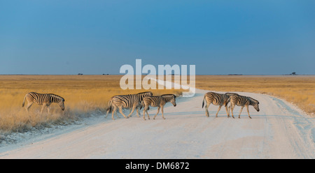 Le pianure zebre (Equus quagga) attraversamento di strada sterrata, il Parco Nazionale di Etosha, Namibia Foto Stock