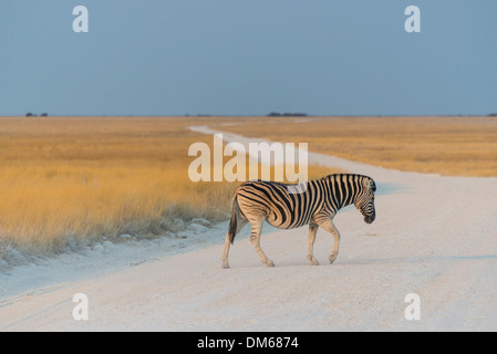 Le pianure Zebra (Equus quagga) attraversamento di strada sterrata, il Parco Nazionale di Etosha, Namibia Foto Stock