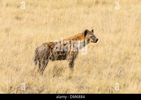 Spotted Hyena (Crocuta crocuta) in piedi in erba secca, il Parco Nazionale di Etosha, Namibia Foto Stock