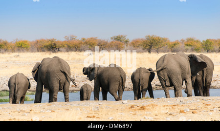 L'elefante africano (Loxodonta africana), mandria da dietro a bere alla Rietfontein Waterhole, il Parco Nazionale di Etosha, Namibia Foto Stock