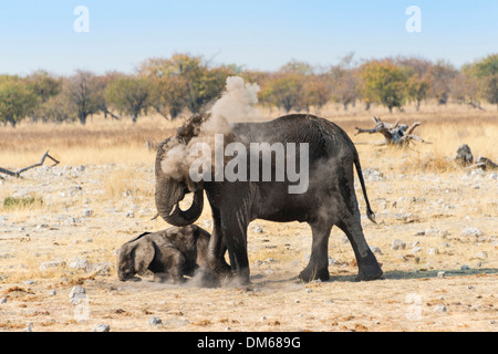 L'elefante africano (Loxodonta africana) femmina con vitello di prendere un bagno di polvere, il Parco Nazionale di Etosha, Namibia Foto Stock