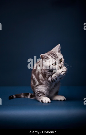 British Shorthair cat, gattino, nero silver tabby, 3 mesi, seduti sulle zampe posteriori Foto Stock