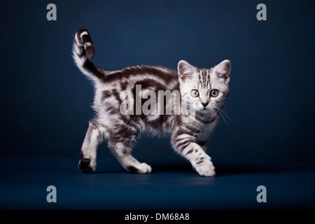 British Shorthair cat, gattino, nero silver tabby, 3 mesi Foto Stock