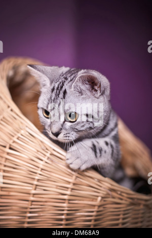 British Shorthair cat, gattino, nero silver tabby, 3 mesi, giocando in una cuccia Foto Stock