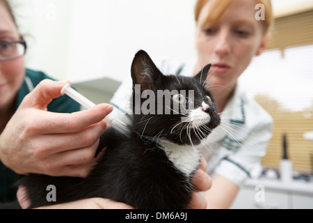 Infermiere veterinario dando iniezione Cat Foto Stock